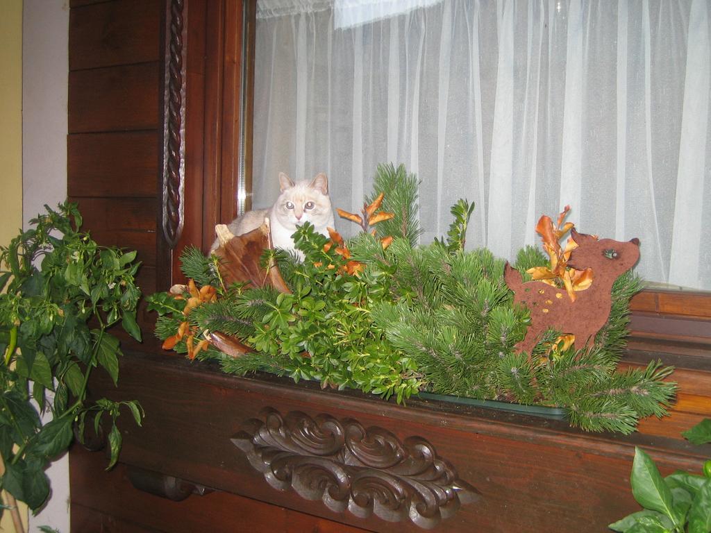 Apartament Haus Rosswiese Strobl Zewnętrze zdjęcie